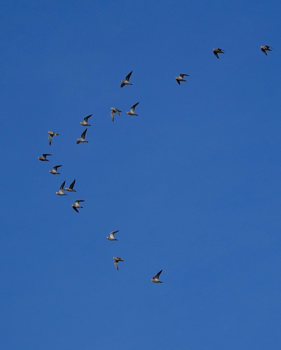 Сивка звичайна - ML644376405