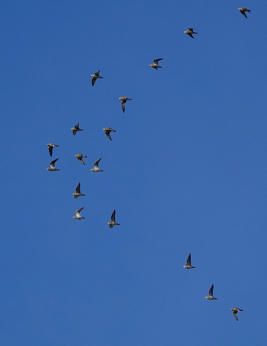 Сивка звичайна - ML644376407