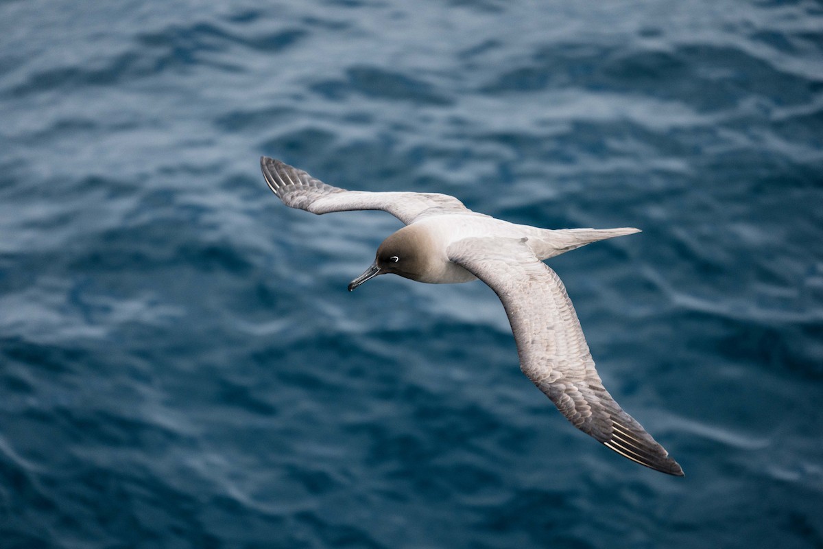 Albatros hauskara - ML644376408