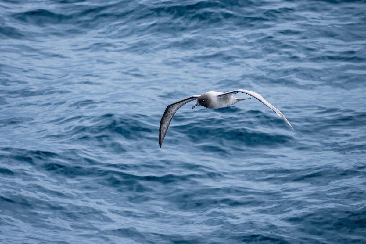 Albatros hauskara - ML644376409