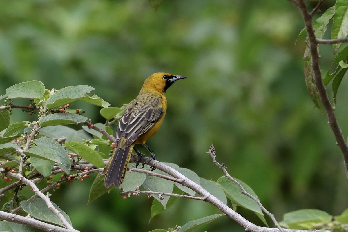 Black-vented Oriole - ML644376416