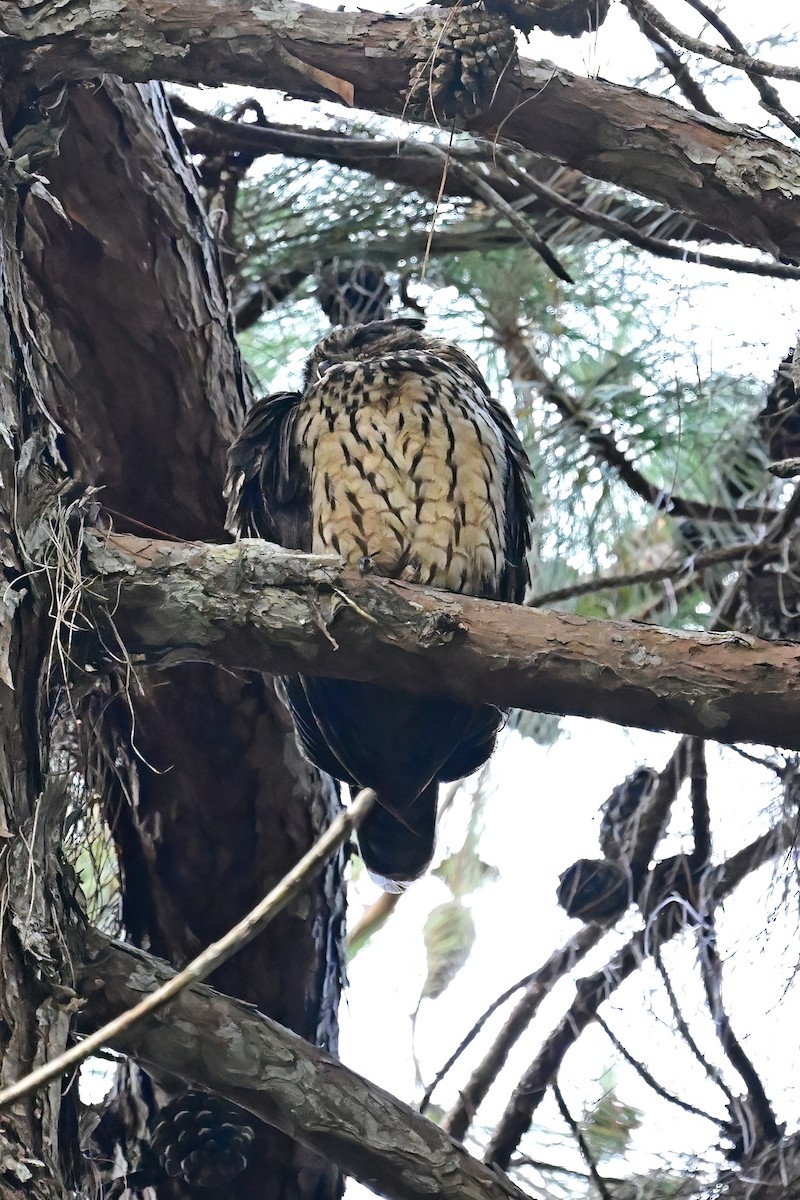 Madagascar Owl - ML644376419