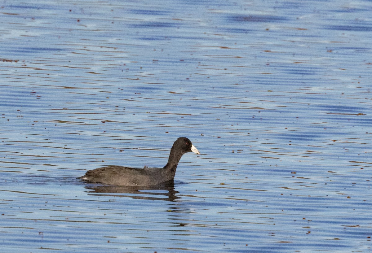 amerikasothøne - ML644376420