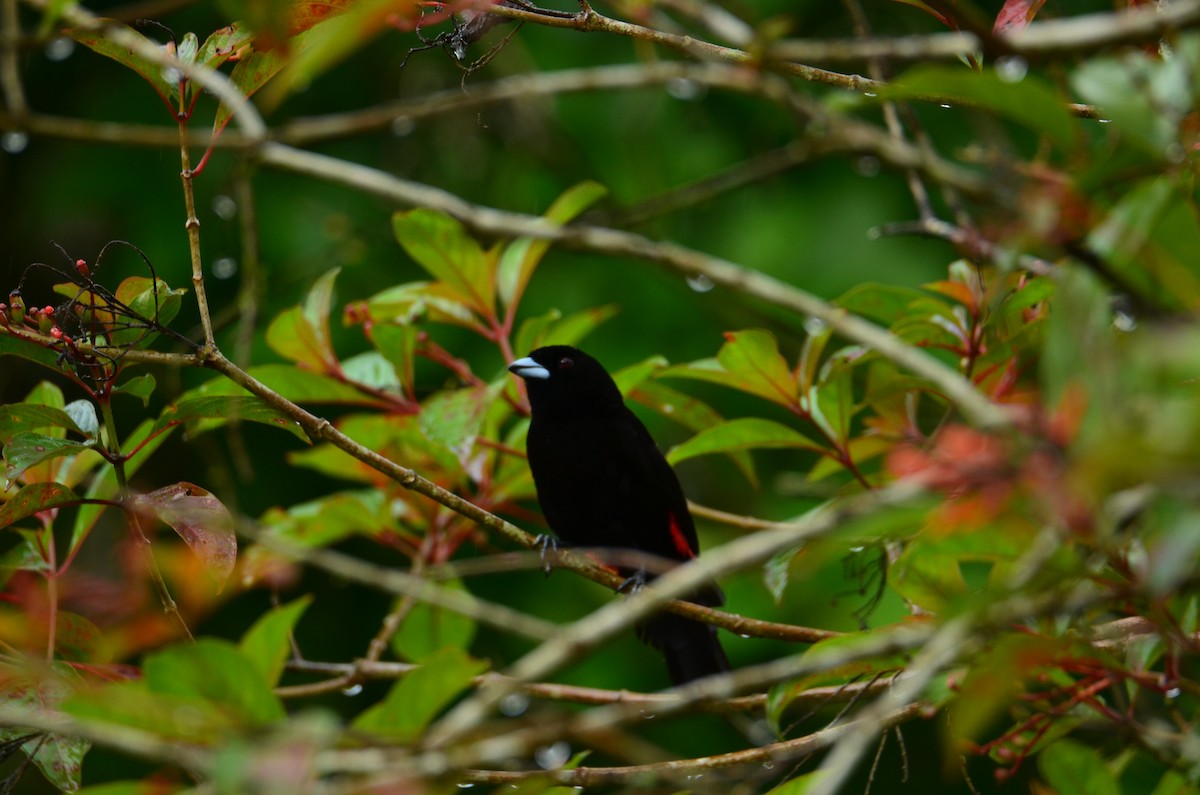 Scarlet-rumped Tanager - ML644376423