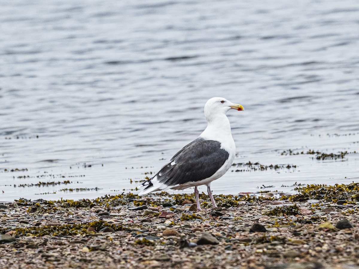 Great Black-backed Gull - ML644376424