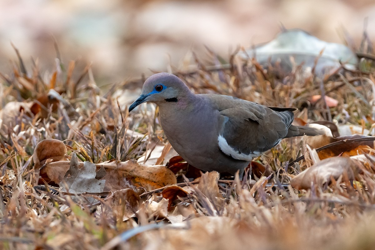 White-winged Dove - ML644376428