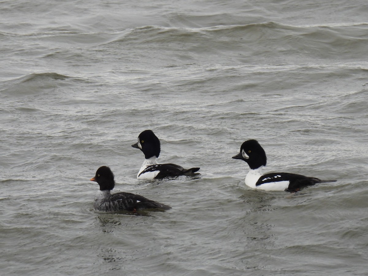 Barrow's Goldeneye - ML644376433