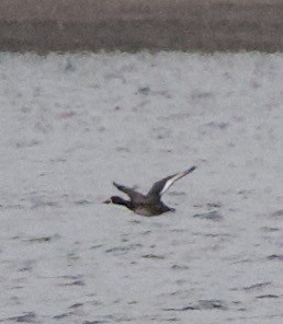 Greater Scaup - ML644376434