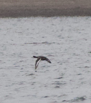 Greater Scaup - ML644376435