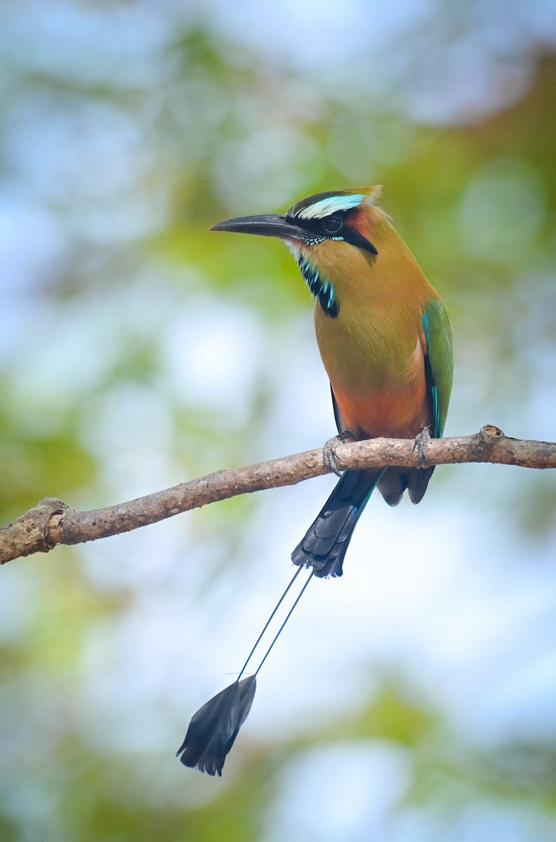 Момот рудочеревий - ML644376438