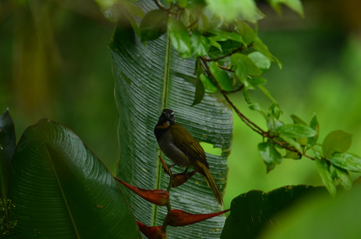 Buff-throated Saltator - ML644376447