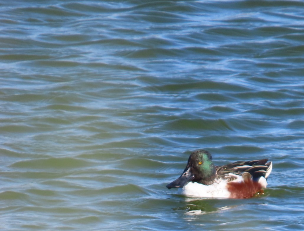 Northern Shoveler - ML644376462
