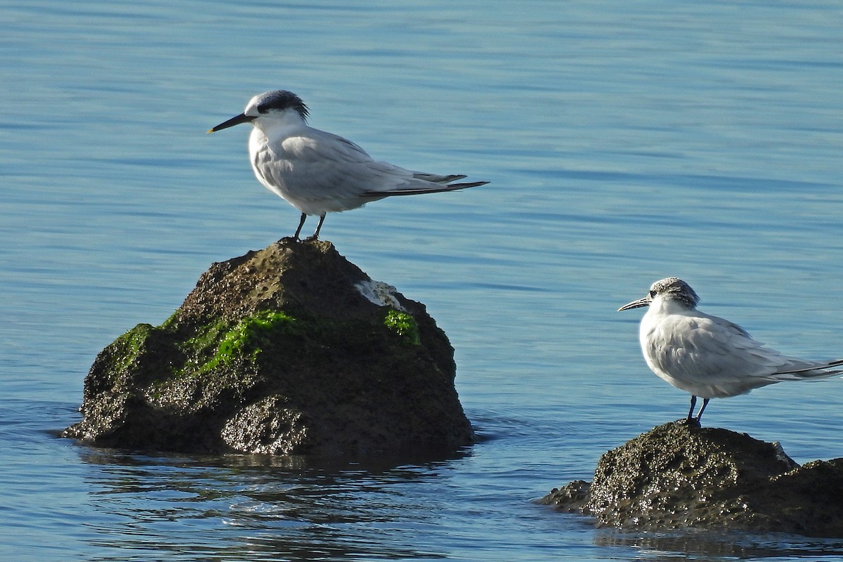 rybák severní - ML644376463