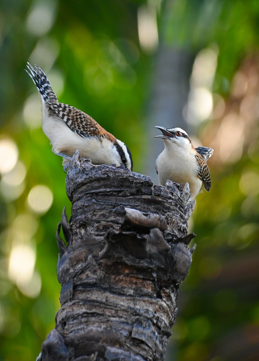 Rufous-backed Wren - ML644376466
