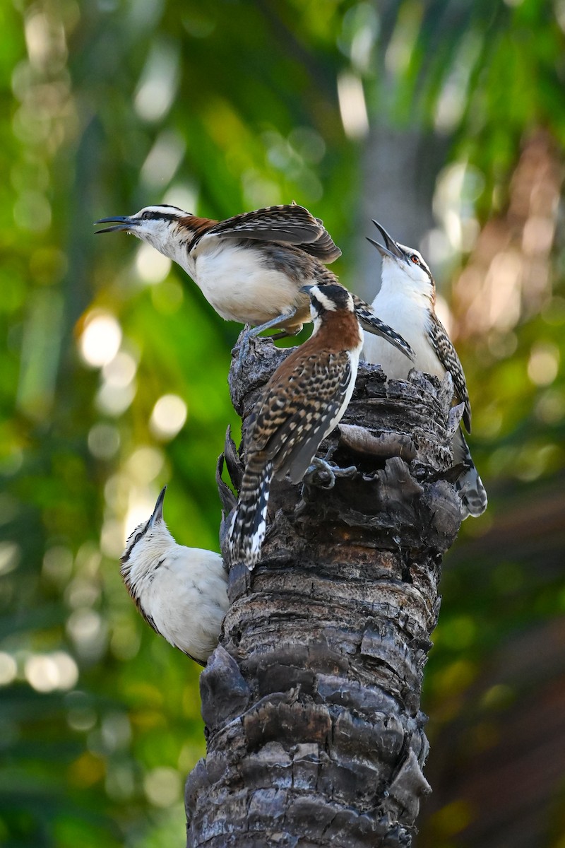 Rufous-backed Wren - ML644376467