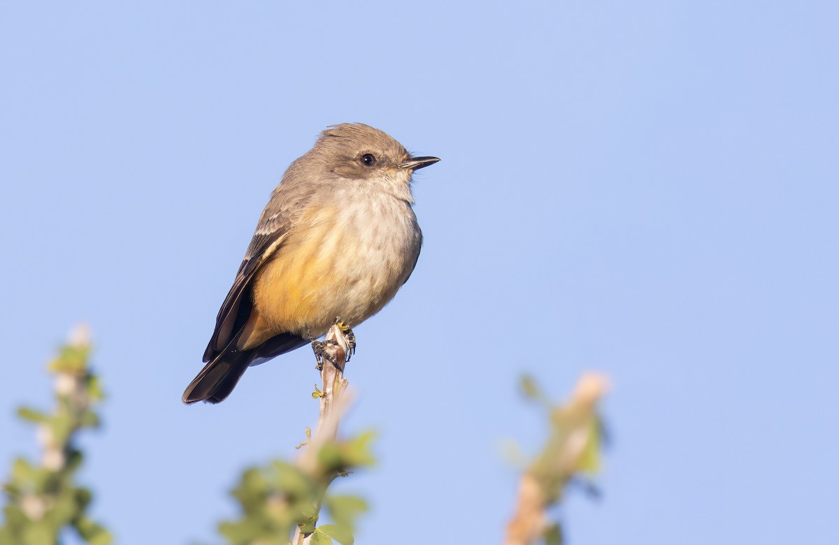 Vermilion Flycatcher - ML644376472