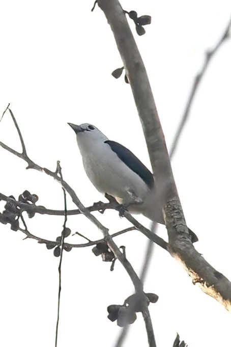White-headed Vanga - ML644376483