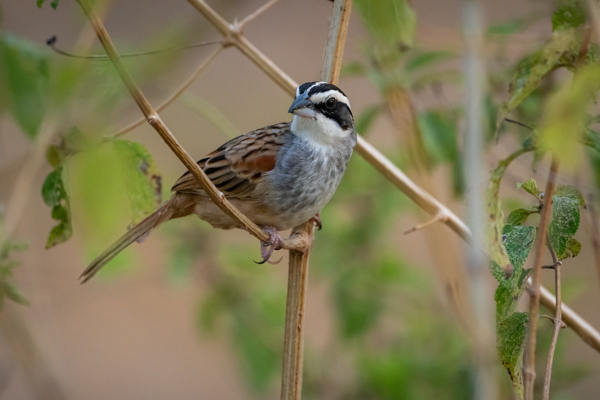 Чінголо широкобровий - ML644376489