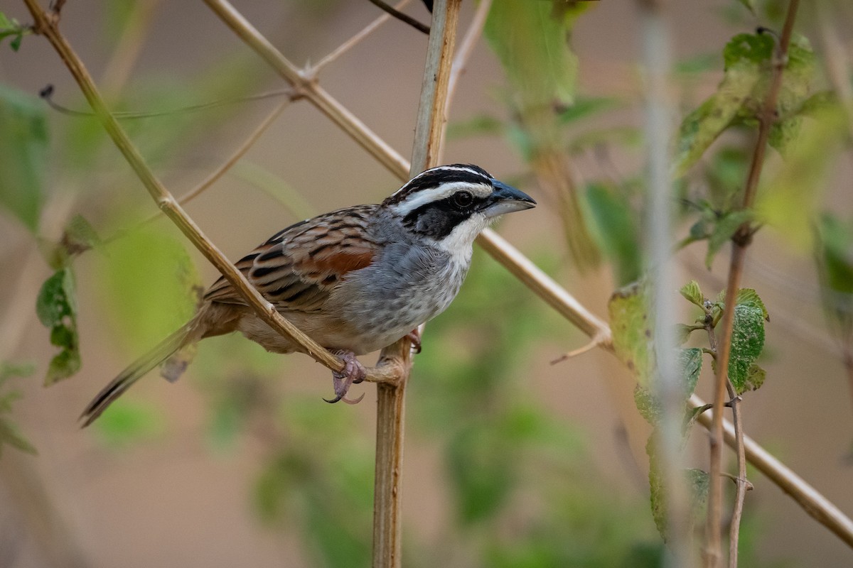 Чінголо широкобровий - ML644376494