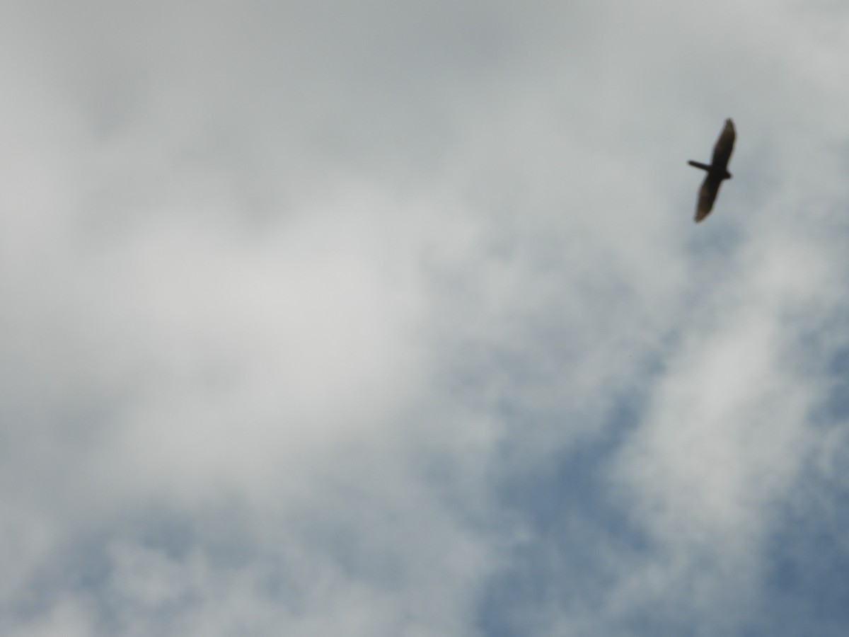 Яструб бурий - ML644376495