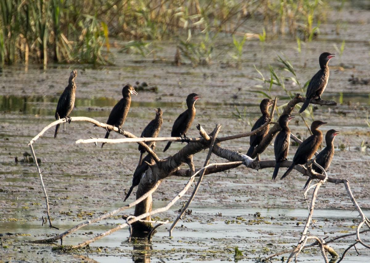 Pygmy Cormorant - ML644376496
