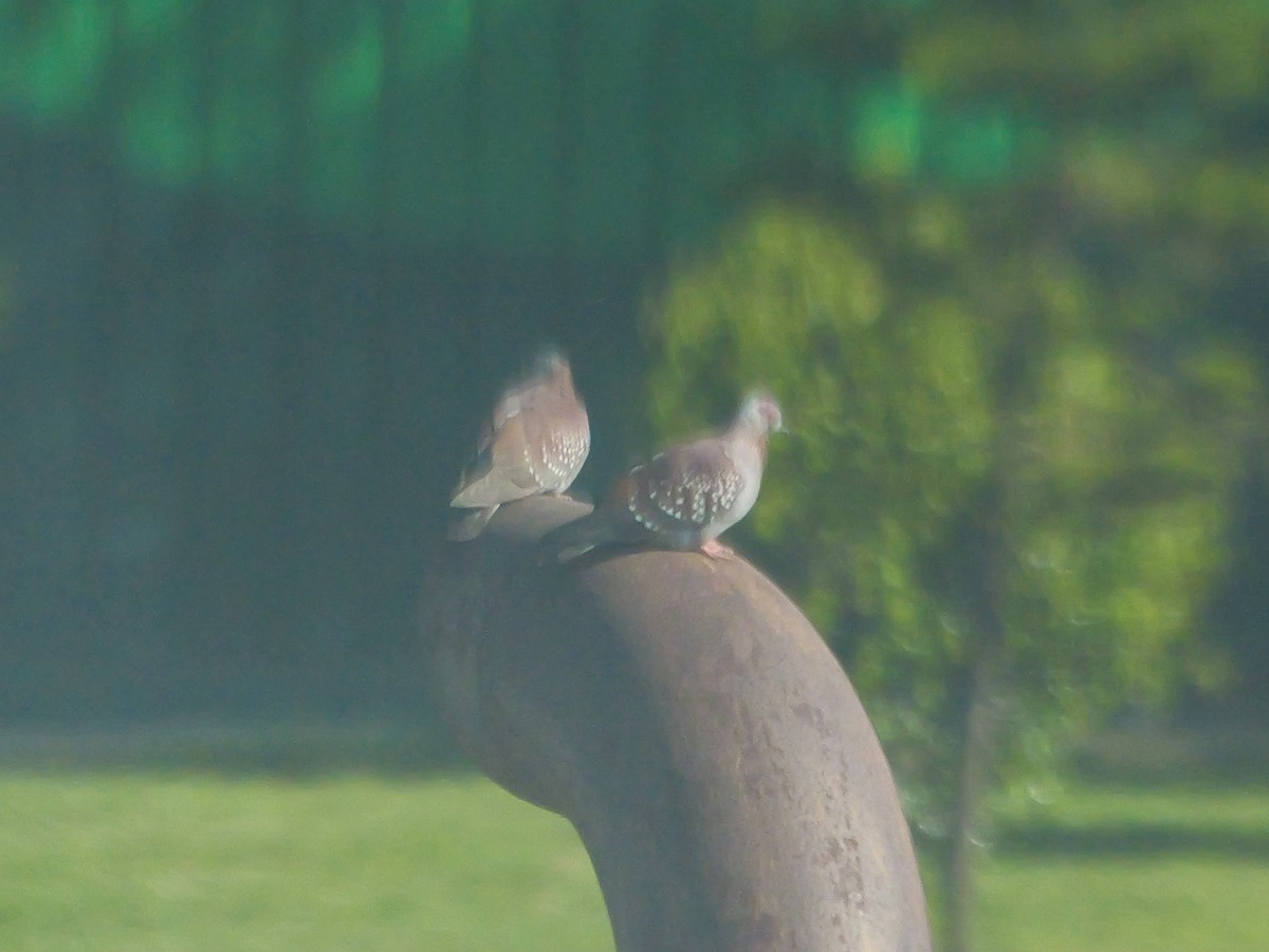 Paloma de Guinea - ML644376497