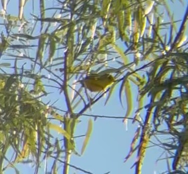 Northern Yellow Warbler - ML644376501