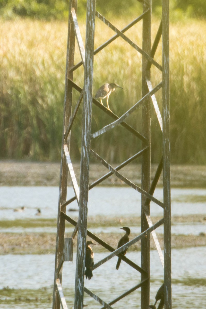 Black-crowned Night Heron - ML644376504
