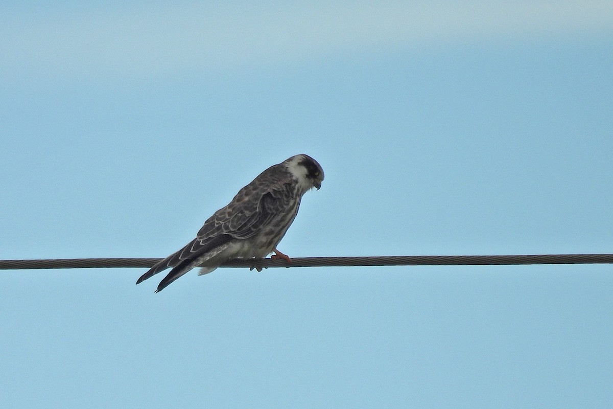 Belatz hankagorria - ML644376517