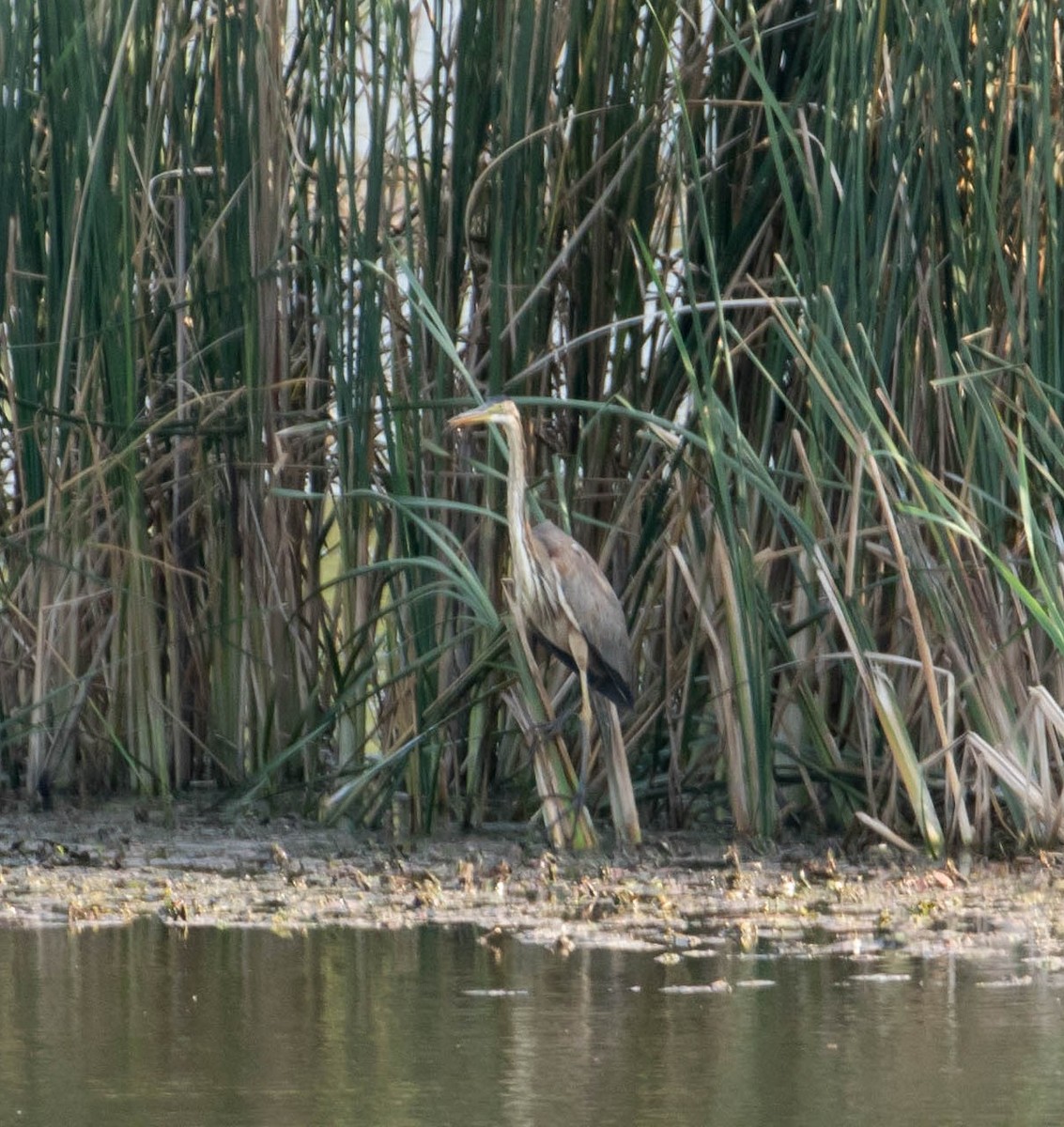 Purple Heron - ML644376522
