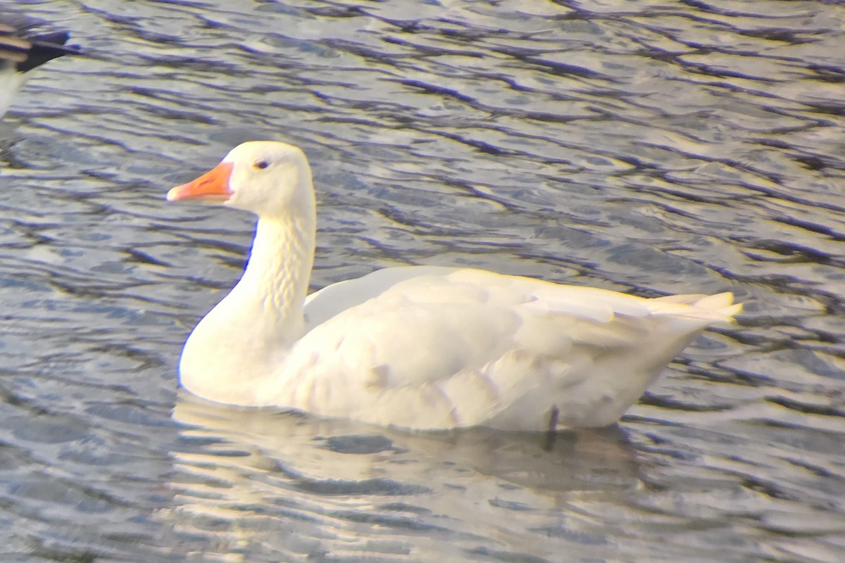 Серый гусь (Одомашненного типа) - ML644376523