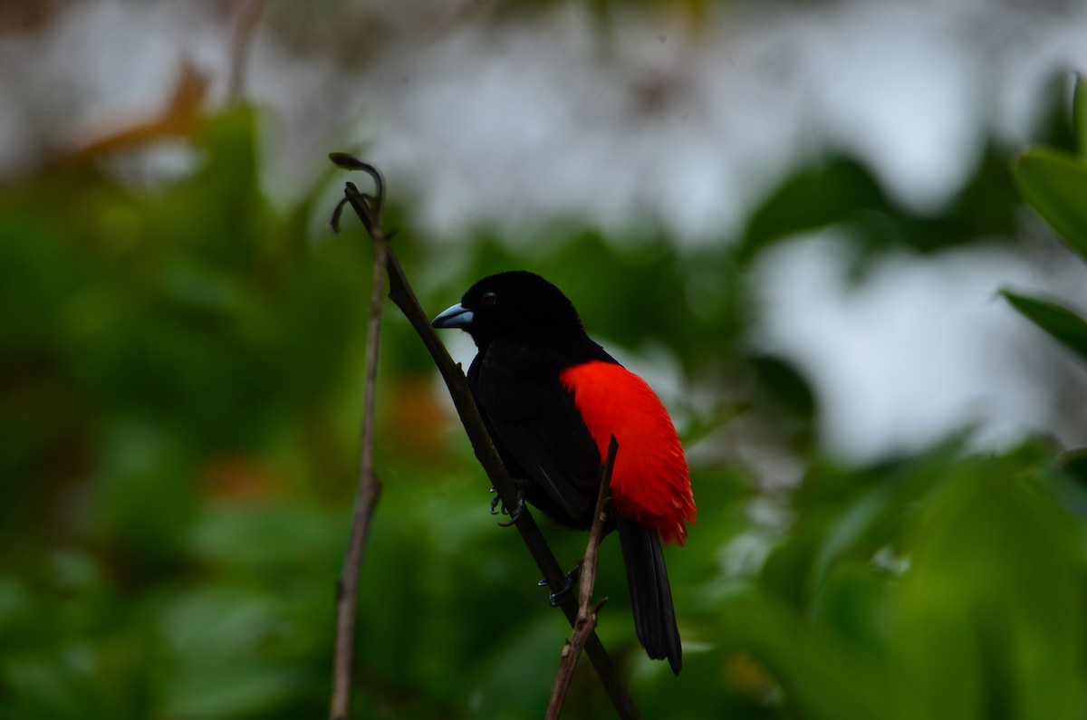 Scarlet-rumped Tanager - ML644376524