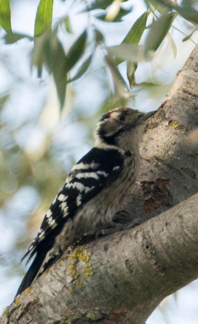 Lesser Spotted Woodpecker - ML644376527