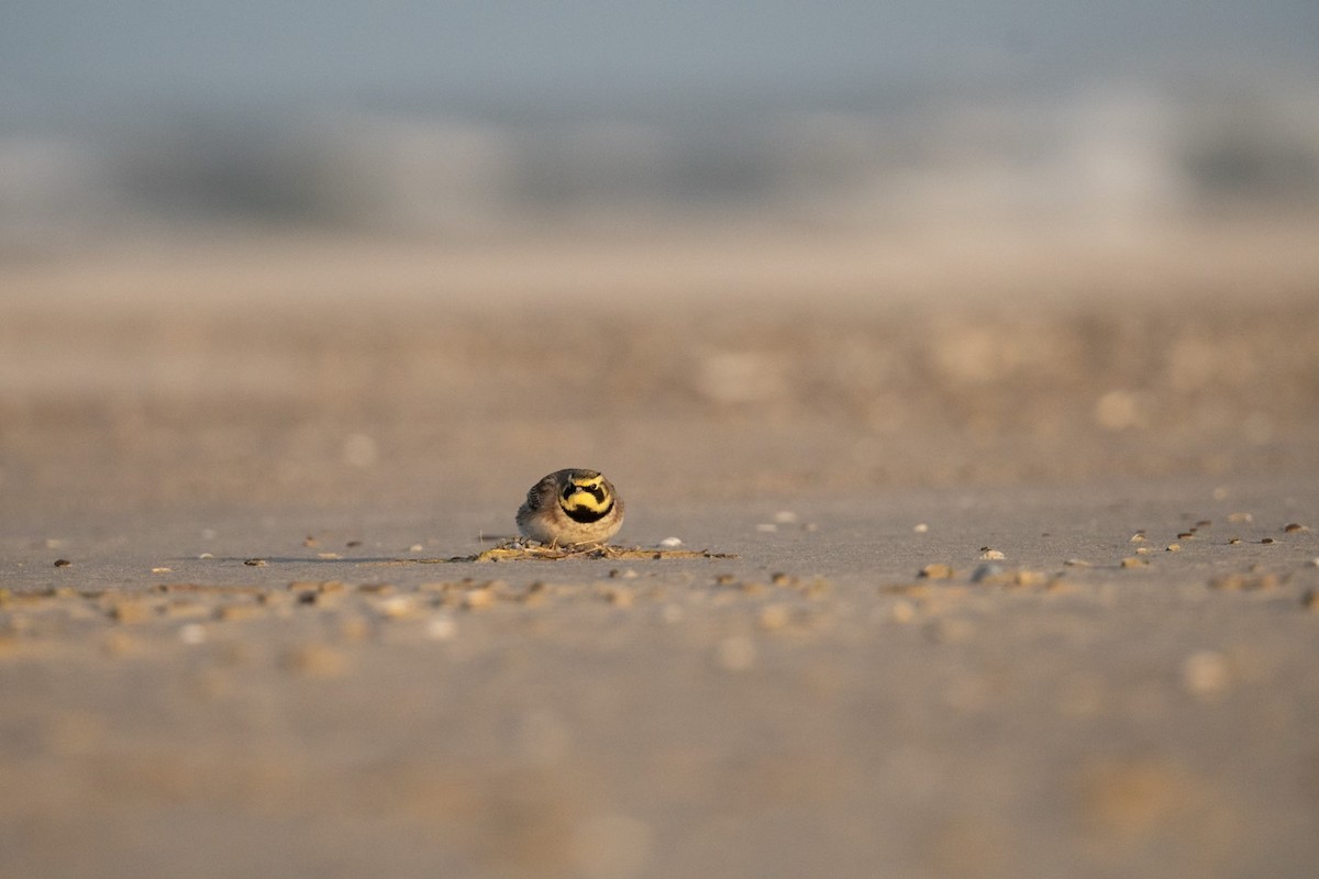 ハマヒバリ - ML644376541