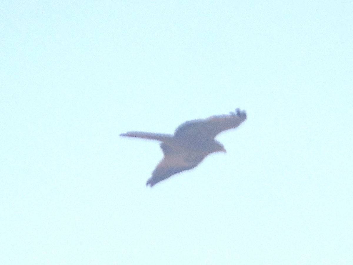 דיה שחורה (מערבית) - ML644376549