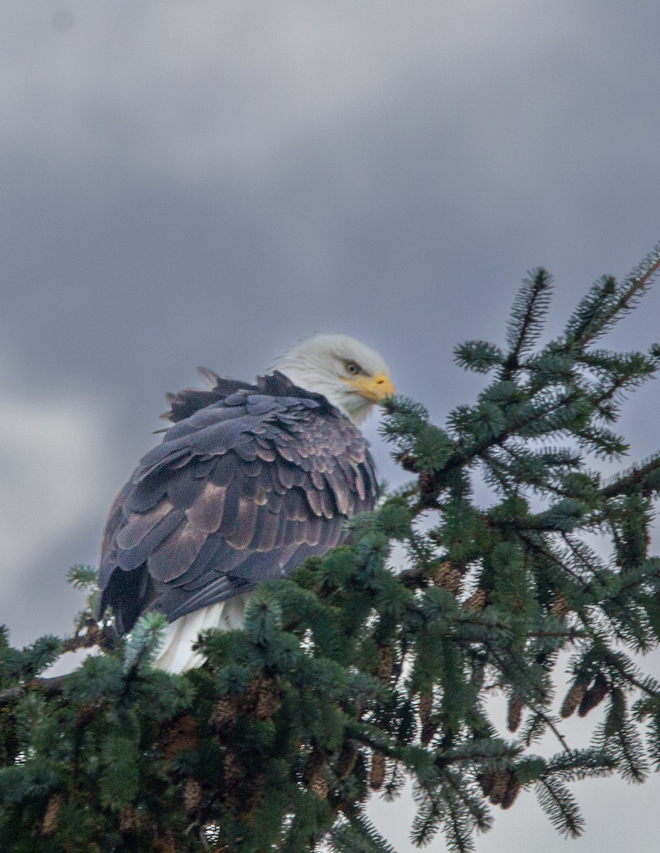 Pygargue à tête blanche - ML644376552