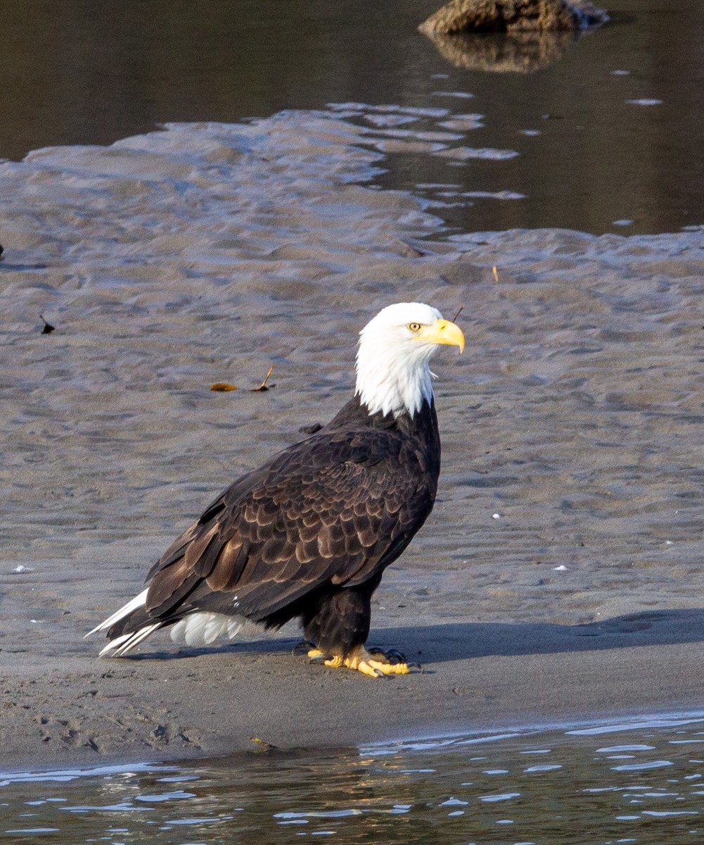 Pygargue à tête blanche - ML644376553