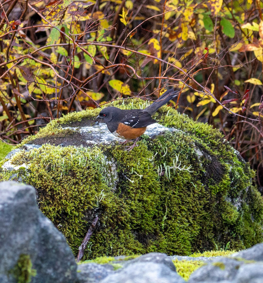 Tohi tacheté - ML644376565