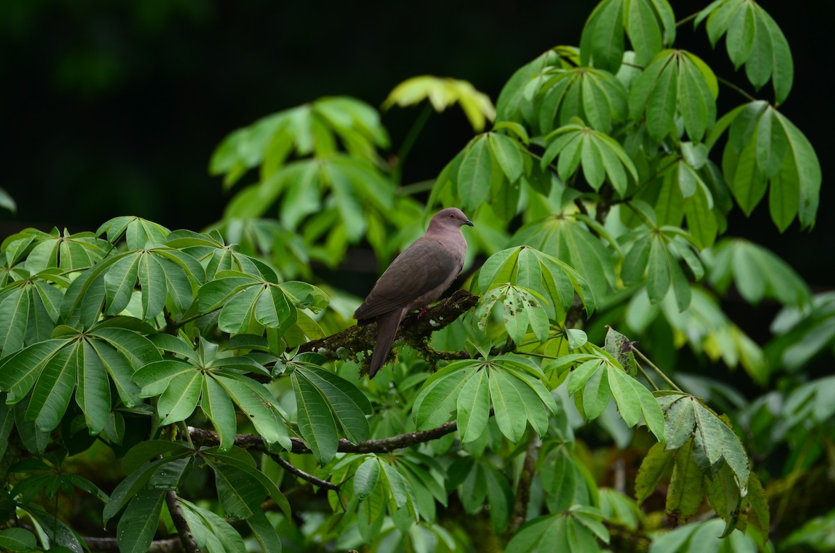 holub krátkozobý - ML644376567