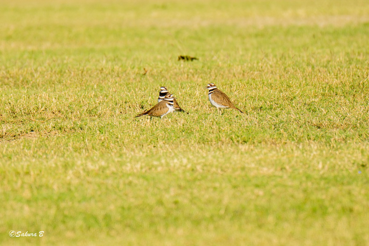 Killdeer - ML644376582
