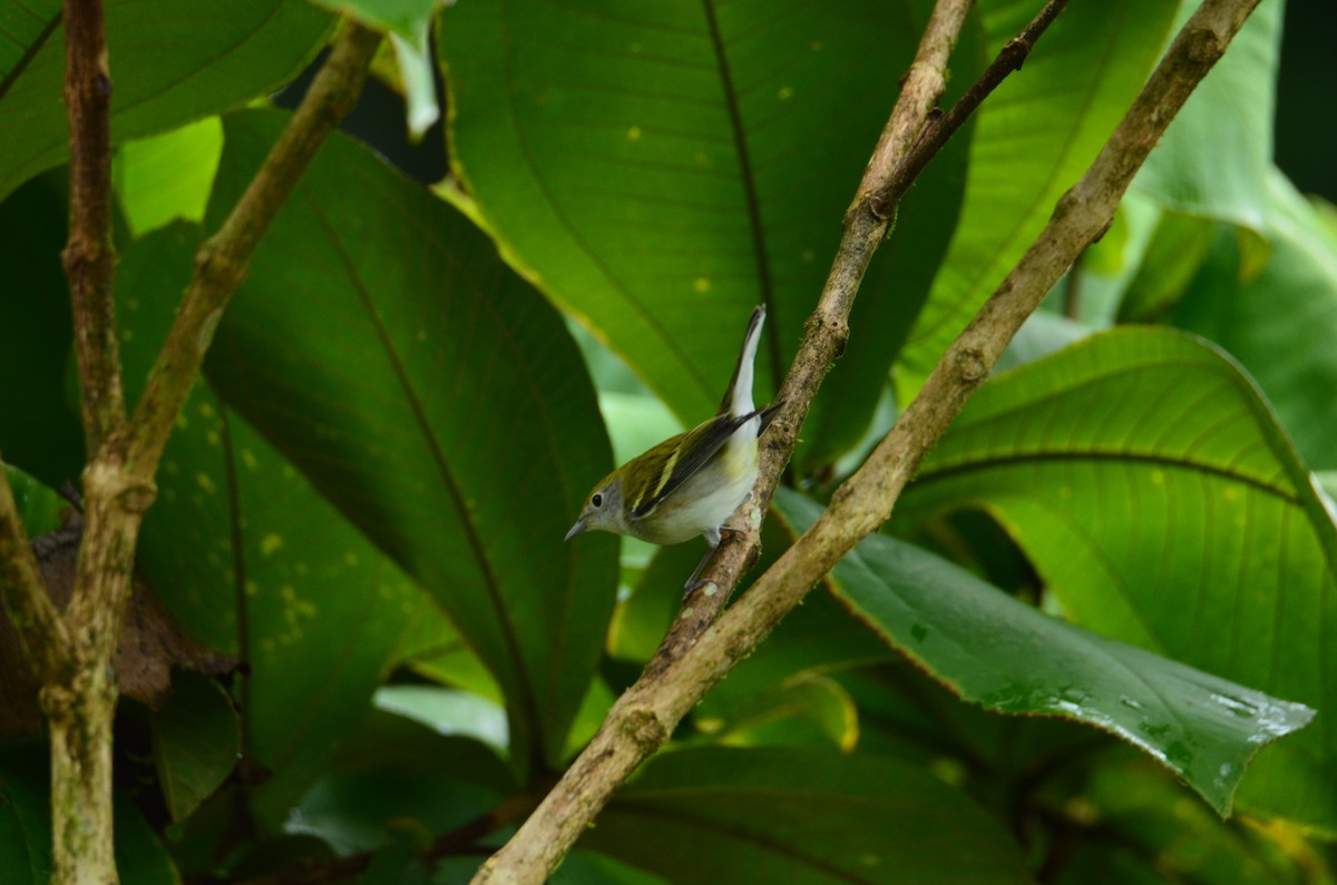 brunsideparula - ML644376583