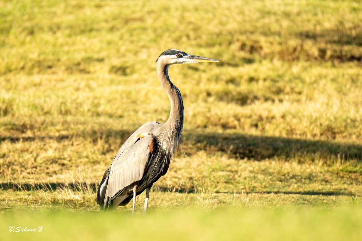 Great Blue Heron - ML644376592