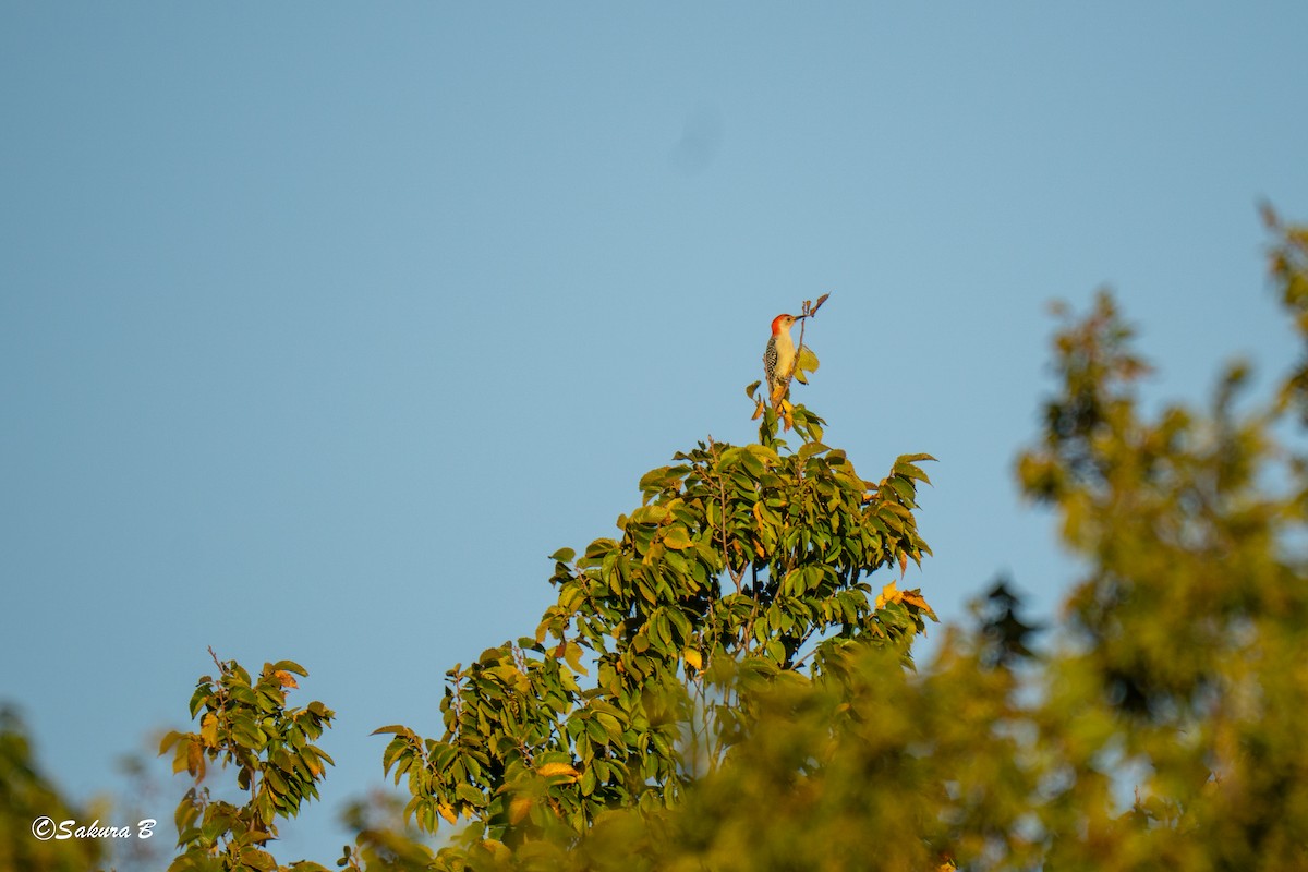 Red-bellied Woodpecker - ML644376611