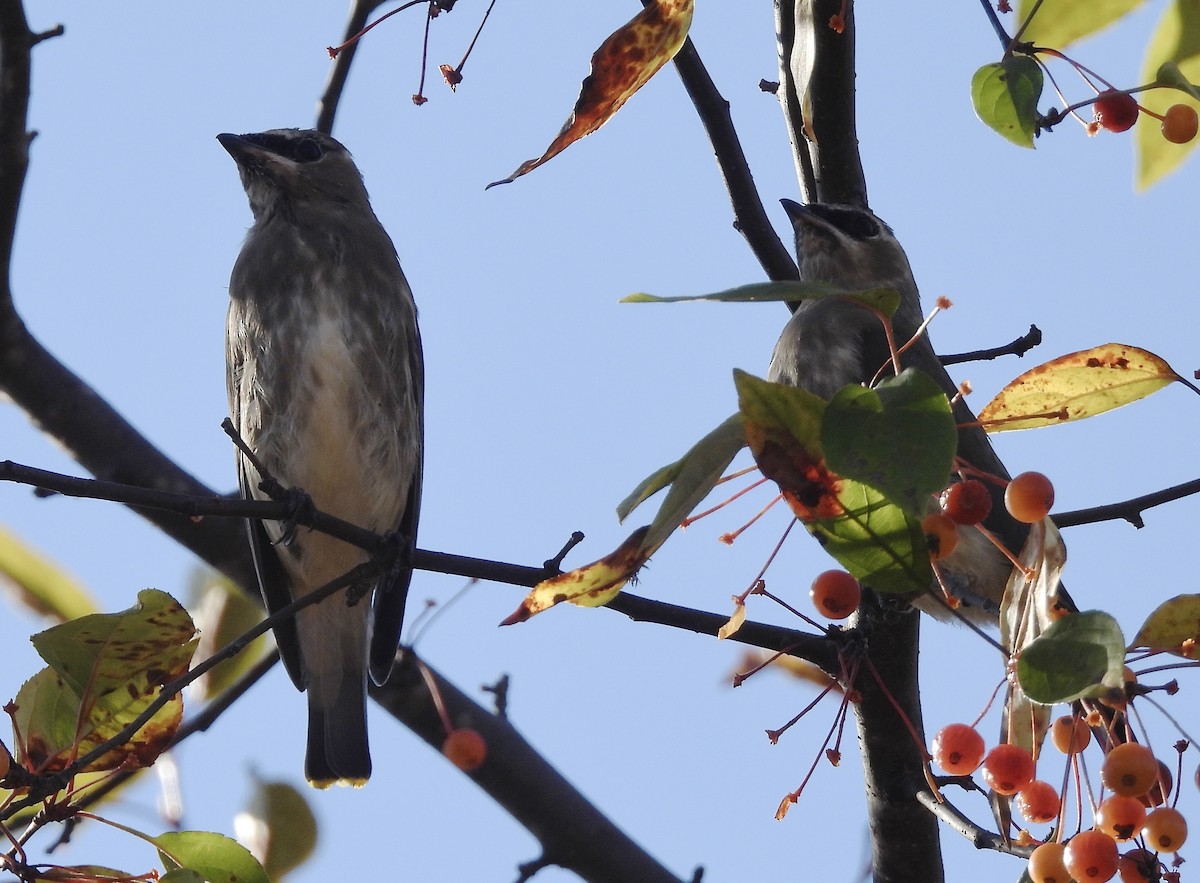 Cedar Waxwing - ML644376620