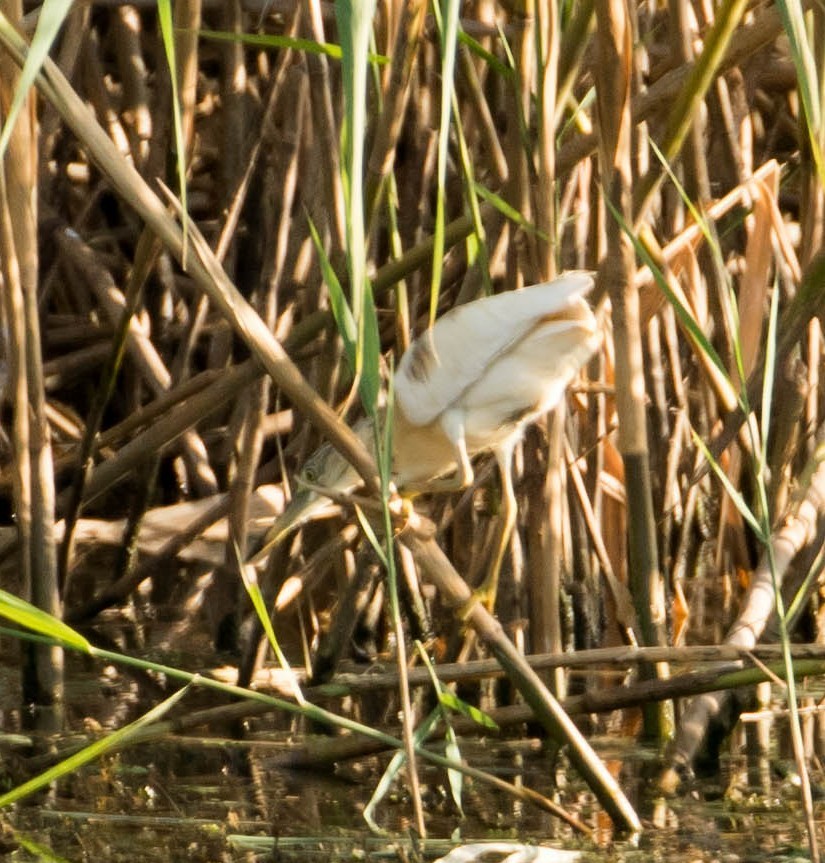Squacco Heron - ML644376621