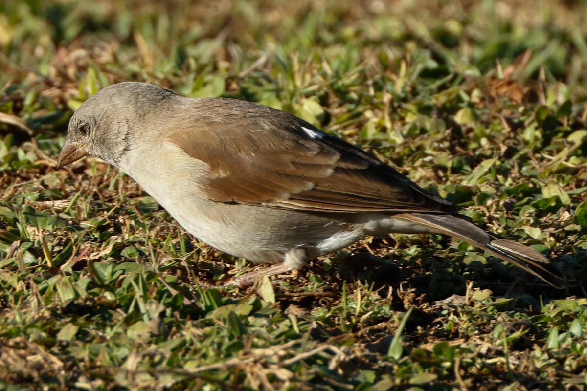 Горобець блідий - ML644376627