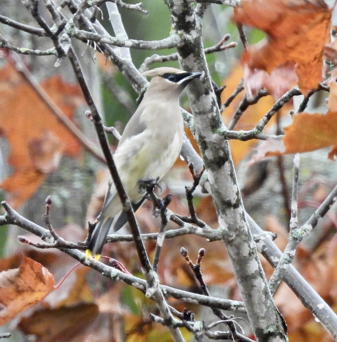 Cedar Waxwing - ML644376630