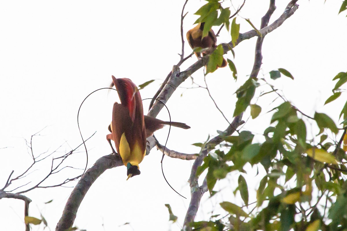 Red Bird-of-Paradise - ML644376633