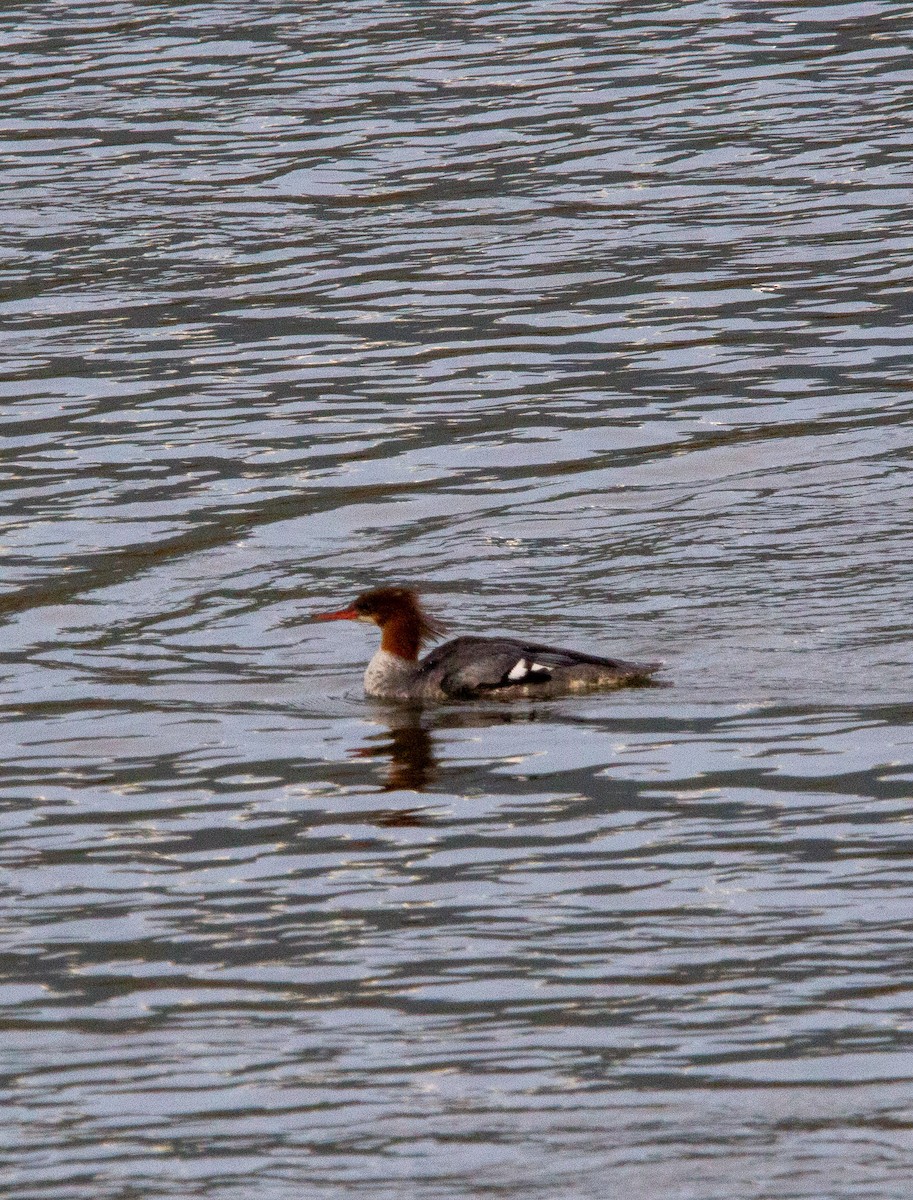 Grand Harle - ML644376636