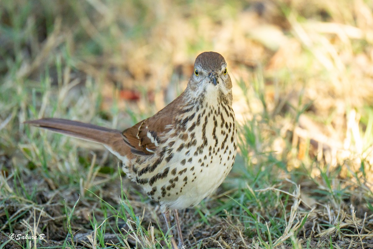 brunspottefugl - ML644376637